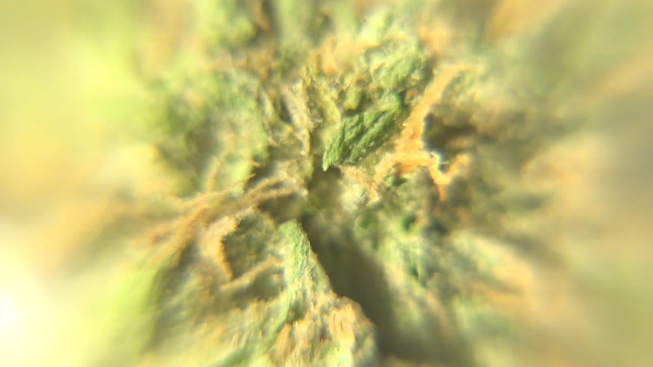At 0:01, green ridges and pale crystalline-looking texture sit near the center while the surrounding yellow-green areas fall heavily out of focus, with no visible people.