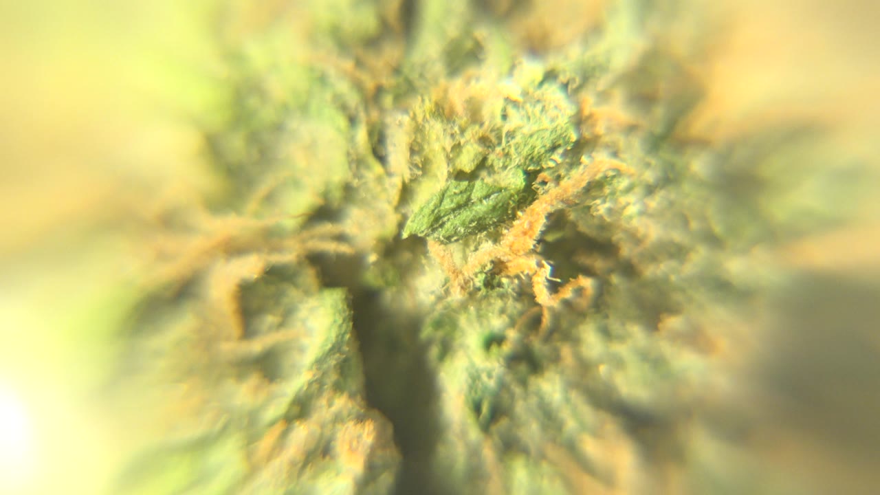 Green macro surface with orange strands crossing the center.