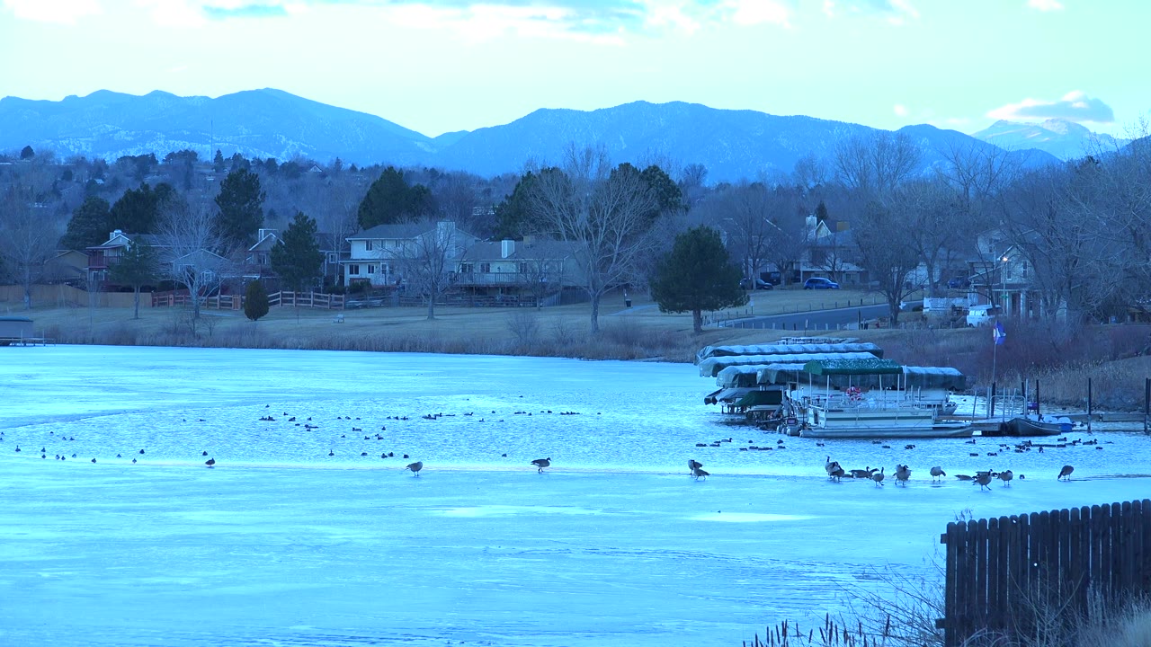 Wide view of ducks scattered across a blue pond in Westminster, Colorado, with a covered dock, bare trees, houses, distant mountains, and no visible people.