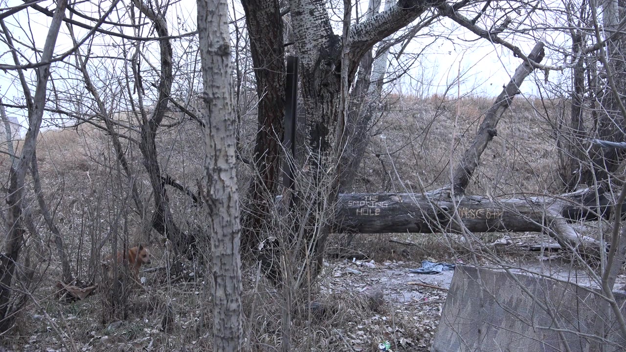 Bare winter trees, brush, and a fallen log in a rough wooded area.