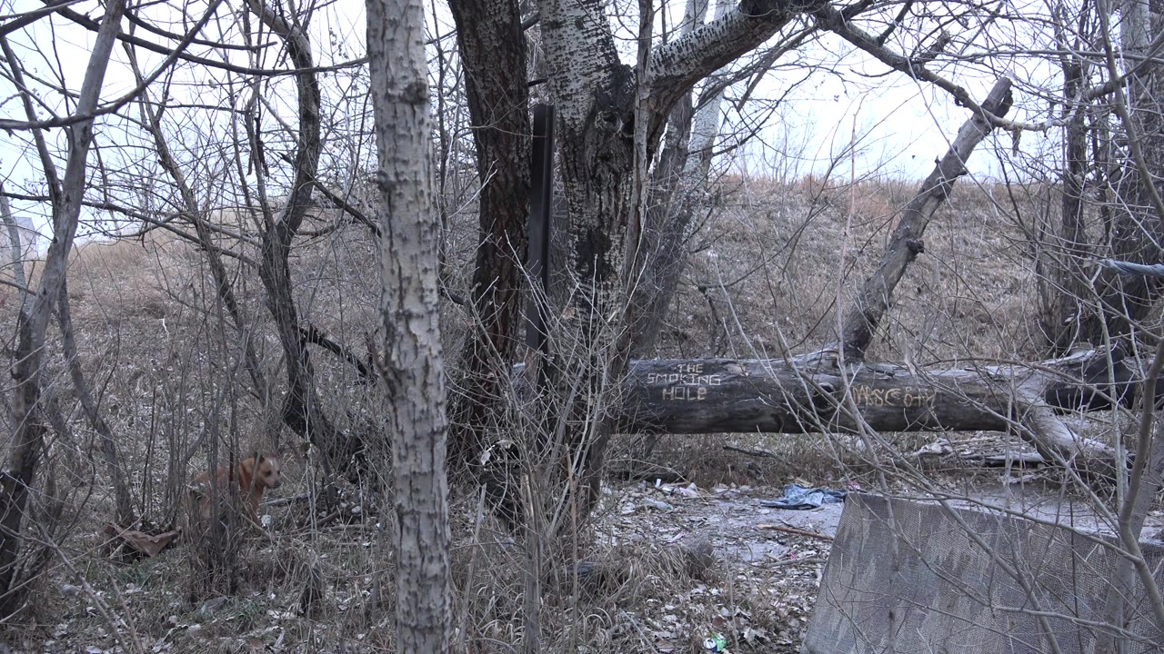 Denver winter woodland frame with a tan animal entering low at the left edge, bare trees around a fallen log, and no visible people.