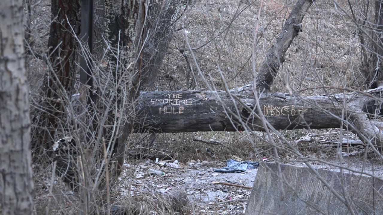 A fallen tree trunk with visible writing lies across dry brush and scattered debris in Denver, Colorado, with no visible people.