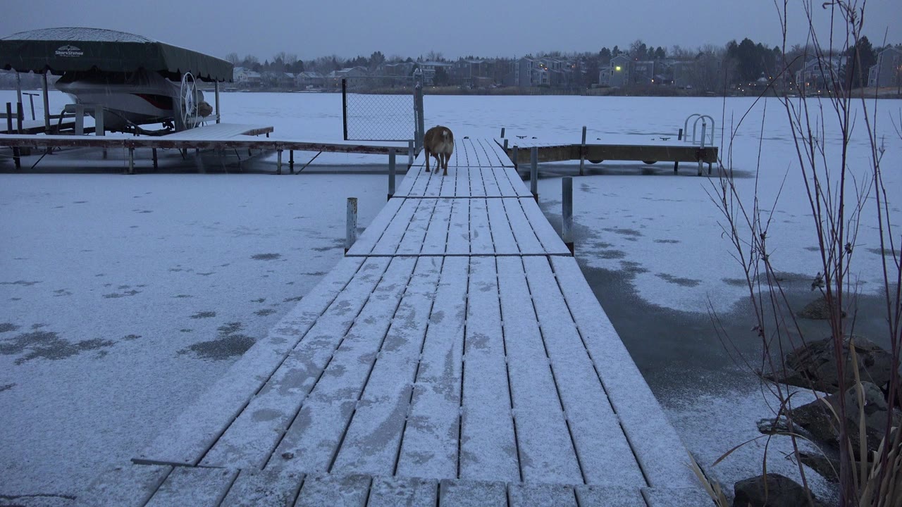 Dog on a snow-covered pier over a frozen river.