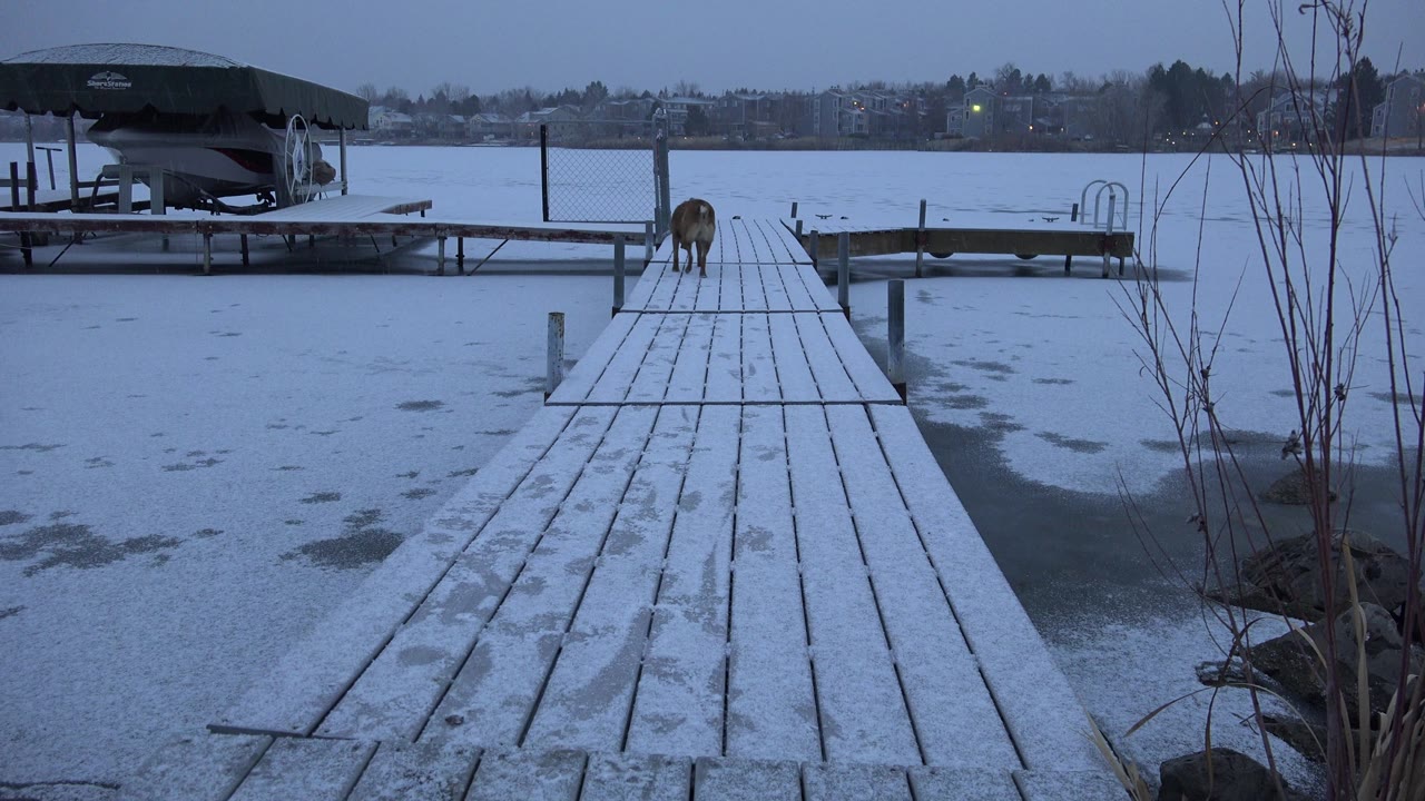 The dog moves farther away along the center-left of the snowy pier in Westminster, Colorado, with frozen river ice, a dock ladder, and no visible people.