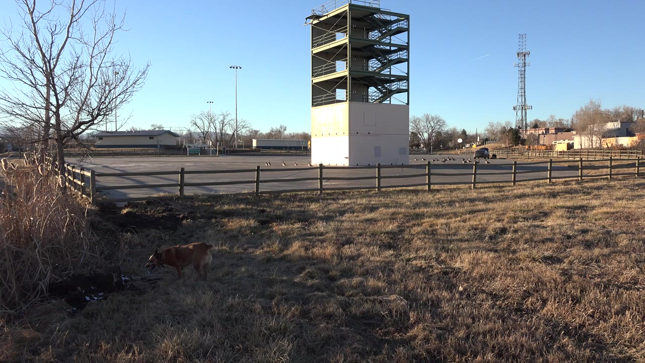 Brown dog in dry grass beside an empty parking lot and tall stair structure.