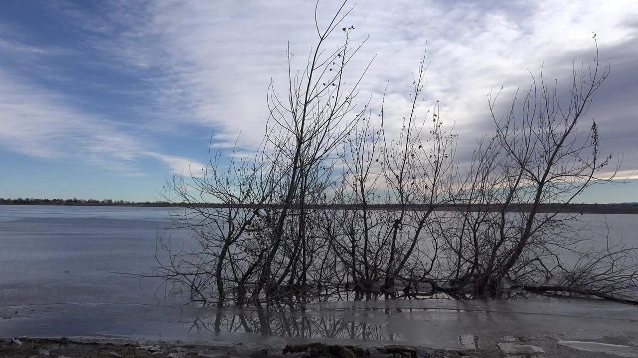 Leafless shrubs in shallow lake water under a clouded sky.