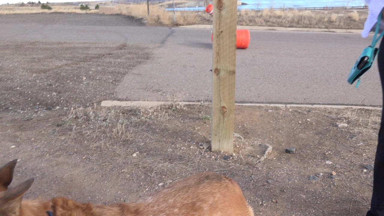 A tan dog is partly visible at the lower edge beside a wooden post, gravel, dry grass, and a paved road in Westminster, Colorado, with no visible people.