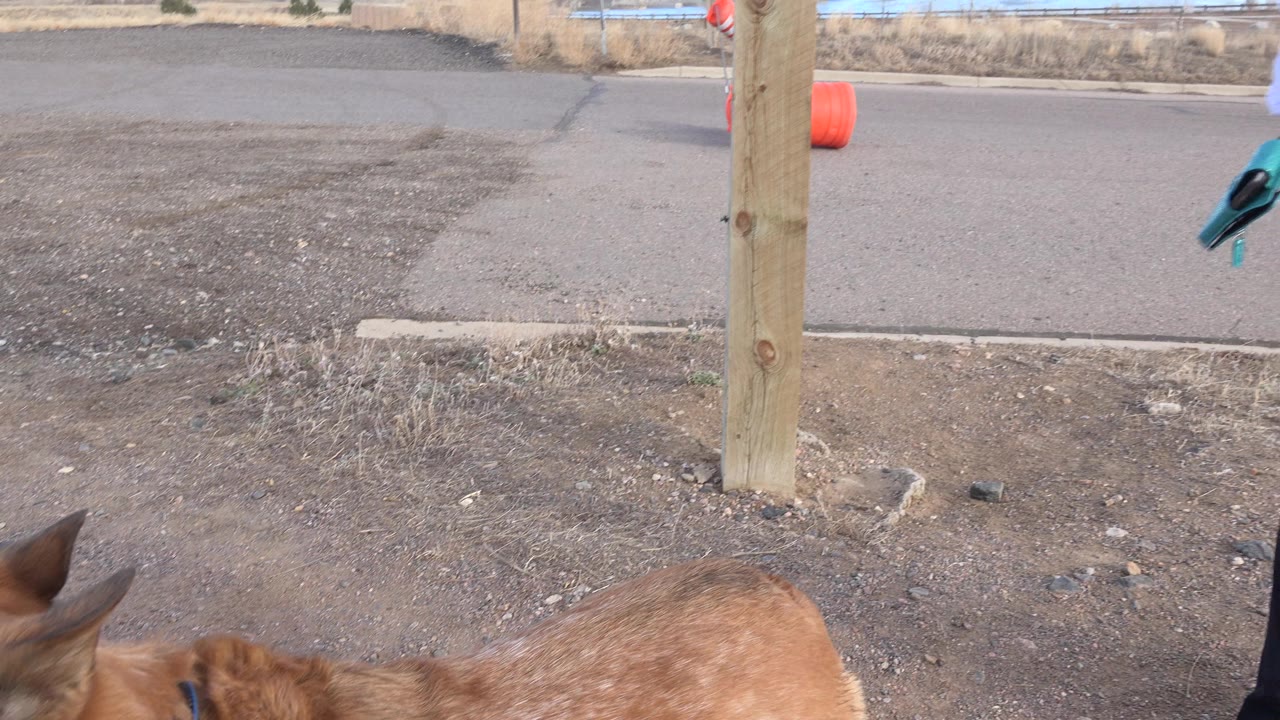 A tan dog on a leash stands near a person's lower legs beside a wooden post and roadside gravel in Westminster, Colorado.