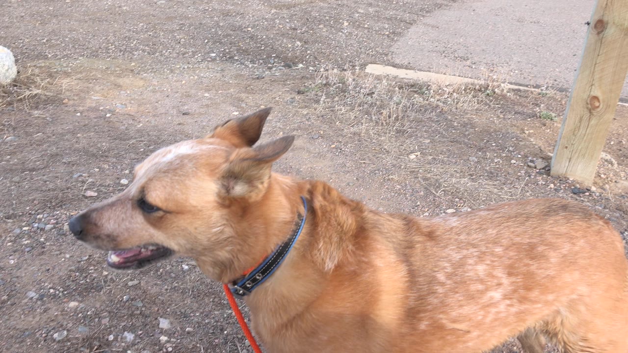 Tan dog in profile beside gravel and a paved road.