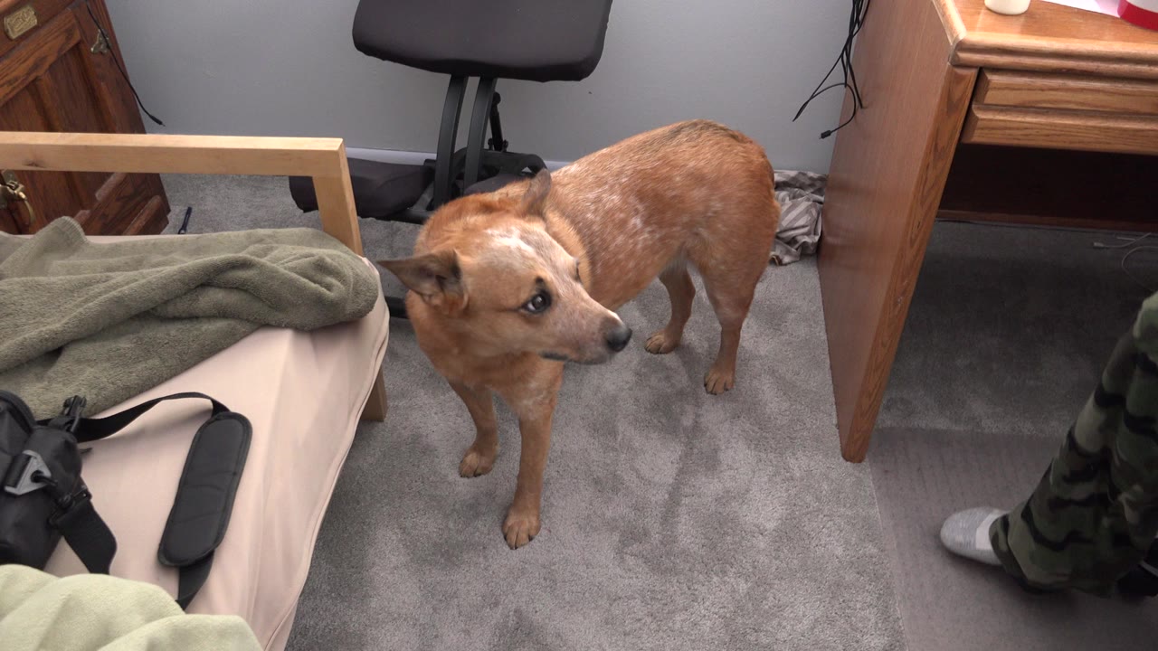 At 0:00, a brown dog stands on light grey carpet in a Westminster, Colorado room beside a low bed frame, green blanket, wooden desk, and chair, with no visible faces.