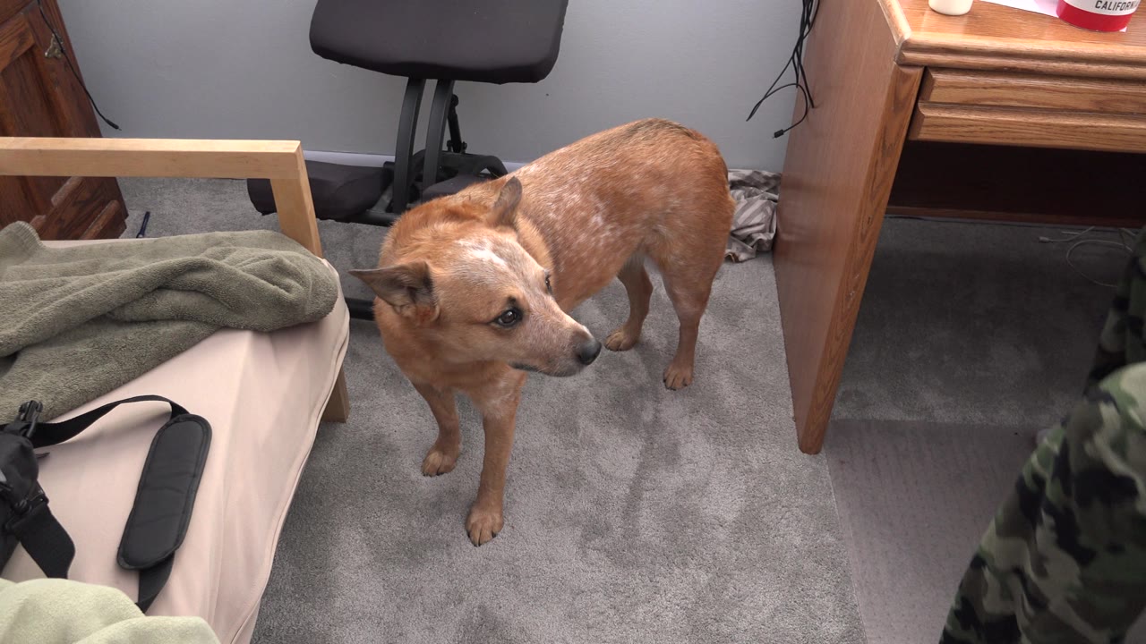 Brown dog standing near bedroom furniture on grey carpet.