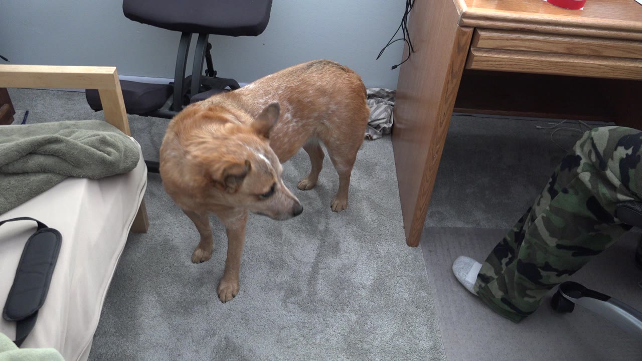 Tan dog standing beside a low bed in a carpeted room.