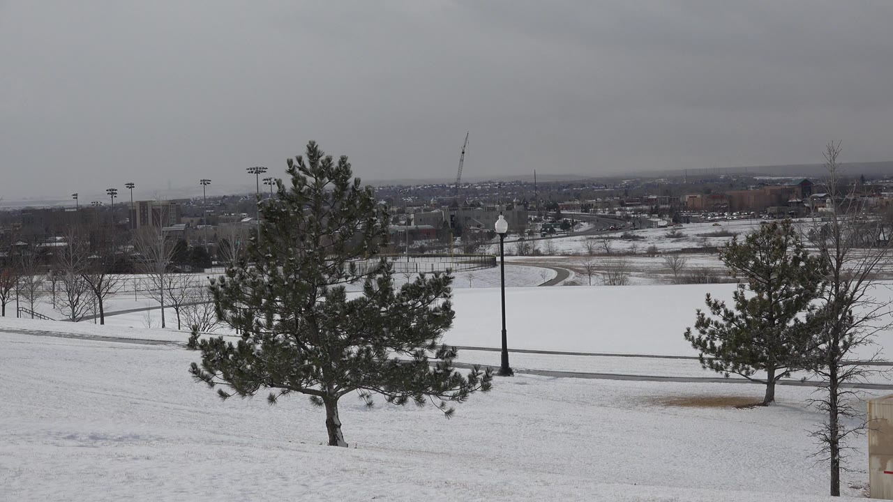 A snowy Westminster, Colorado landscape shows a central evergreen, a bare tree at right, a lamp post near the road, distant development, and no visible people.
