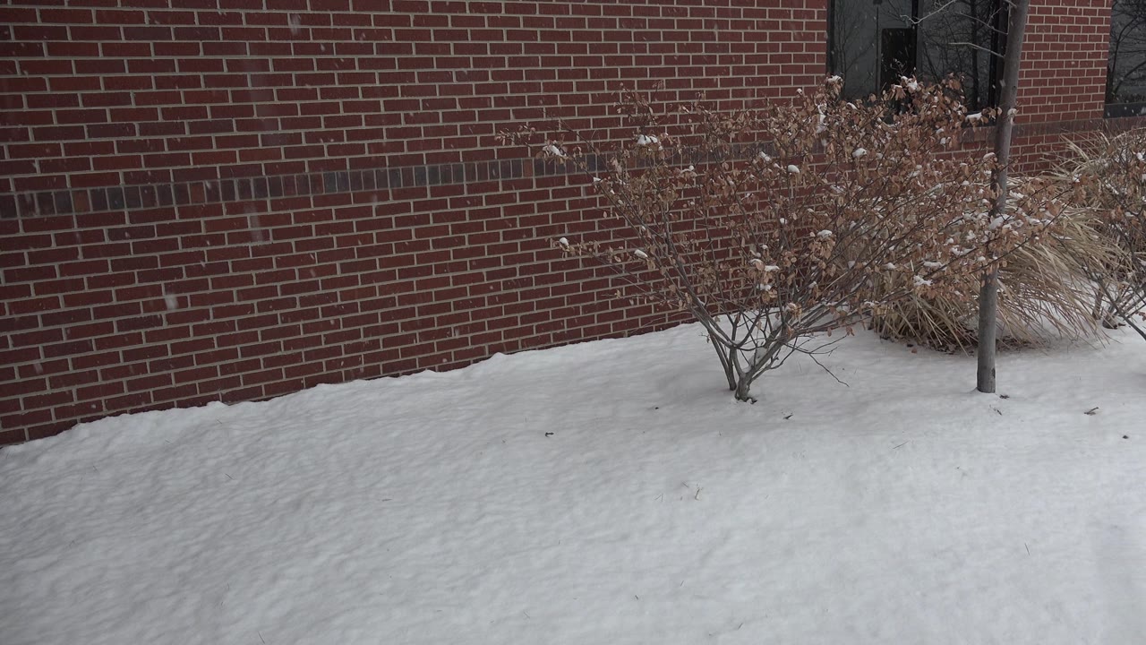 Red brick wall and snow-covered ground with bare plants and a dark window.