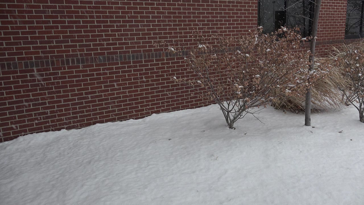 One second into the Westminster, Colorado footage, the red brick wall fills the background while snow and two small shrubs sit beneath a dark window edge, with no visible people.