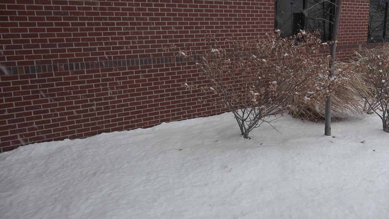 Snowy ground in front of a brick building wall and bare shrubs.