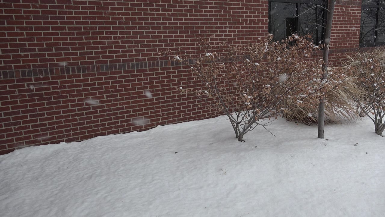 Snow-covered ground beside a red brick wall with bare shrubs.