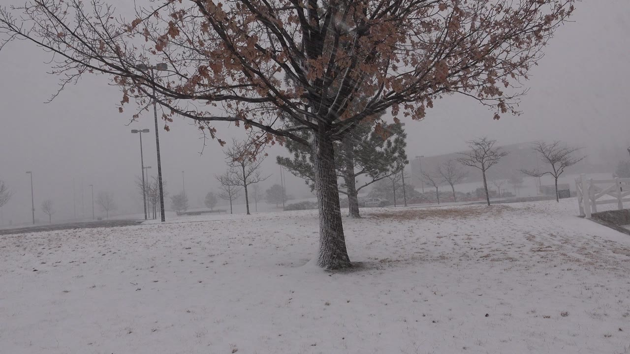 At 0:00 in Westminster, Colorado, a large bare tree stands over snow-covered ground with hazy smaller trees and light poles behind it, and no visible people.