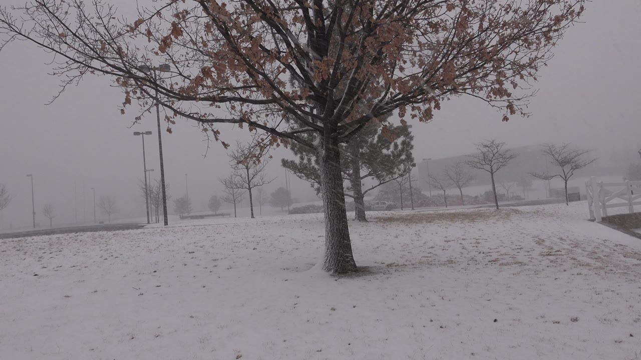 At 0:01 in Westminster, Colorado, the foreground tree remains centered while blowing snow softens the line of small trees and poles in the distance, with no visible people.
