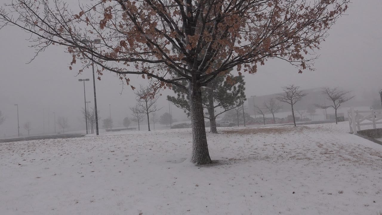 Snow-covered ground and leafless trees in gray haze