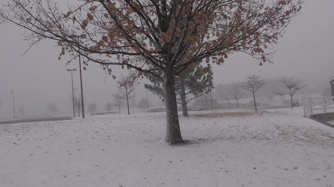 Opening frame in Westminster, Colorado shows a foreground tree over snowy ground, distant small trees fading into gray snowfall, and no visible people.