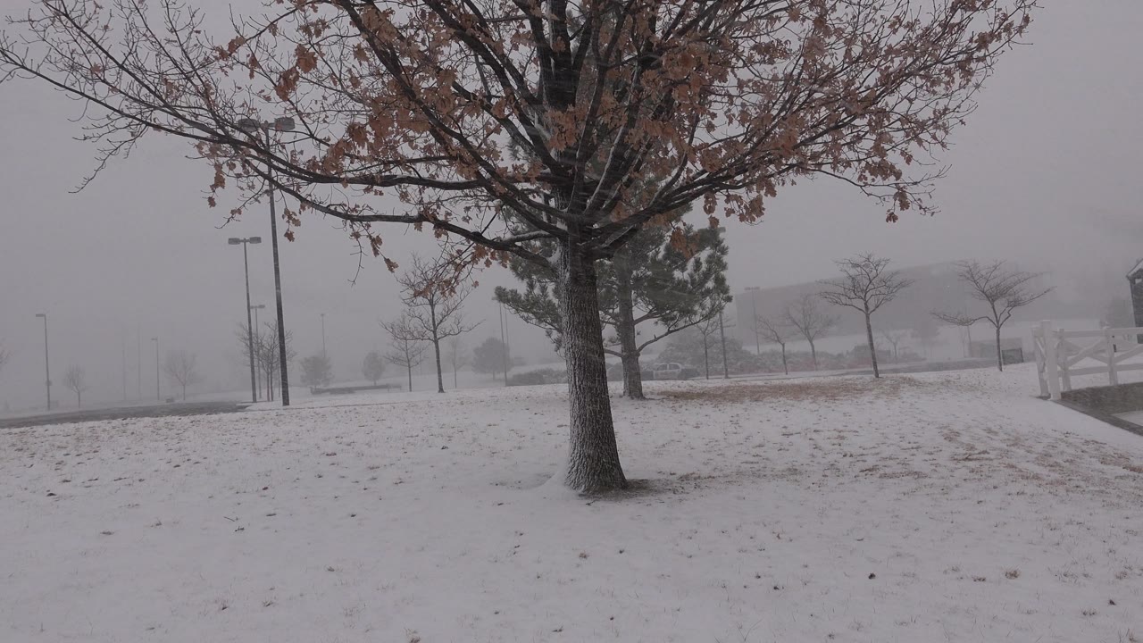 Leafless tree with brown leaves beside snowy path