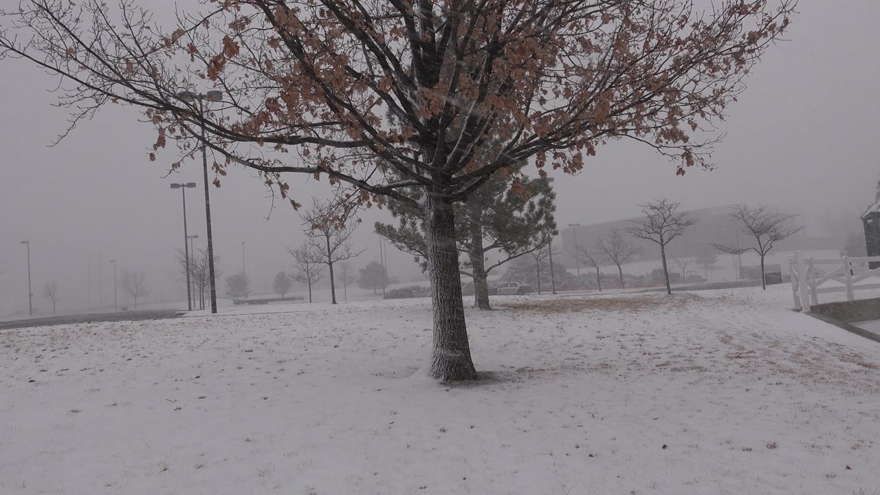 A foreground tree with brown leaves stands over a snow-covered lawn in Westminster, Colorado, with falling flurries, distant trees, and no visible people.