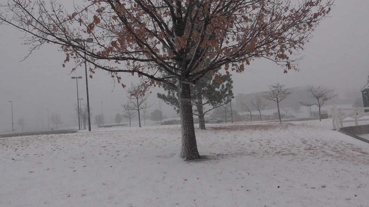 The tree trunk remains centered in a Westminster, Colorado winter scene as snow flurries pass over the lawn, walkway, lamp posts, and no visible people.
