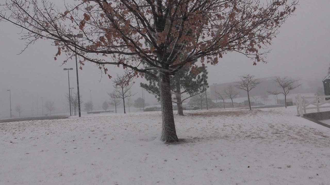 Winter tree over a snowy open lawn with hazy background.