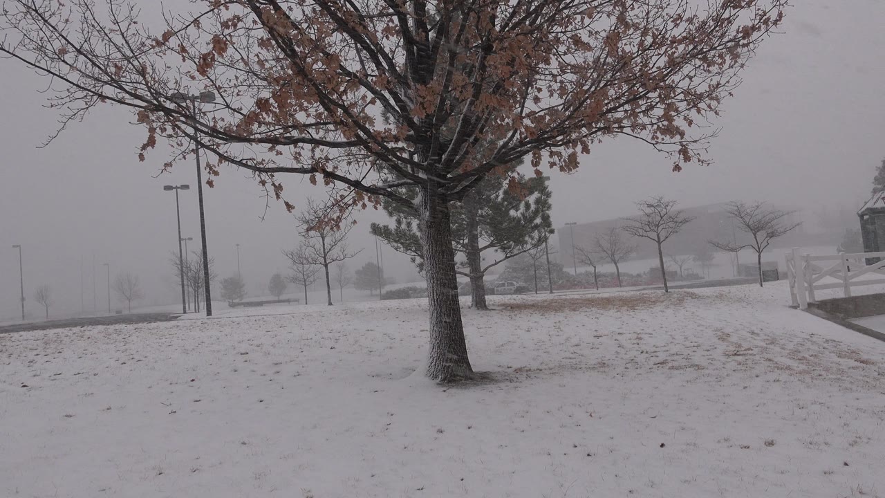 At 0:00 in Westminster, Colorado, a bare foreground tree stands over snow-covered ground with a building and walkway fading through falling snow, no visible people.