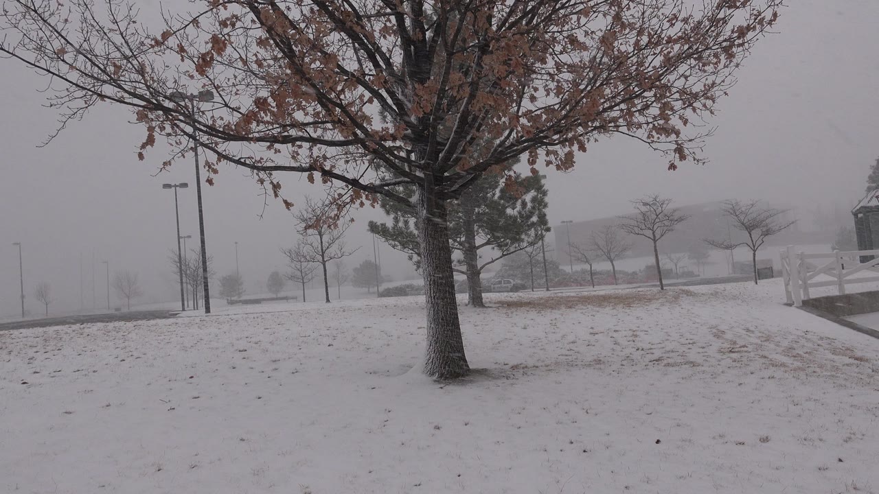 At 0:01 in Westminster, Colorado, the tree trunk anchors the snowy foreground while lamp posts and a distant building remain softened by snowfall, no visible people.
