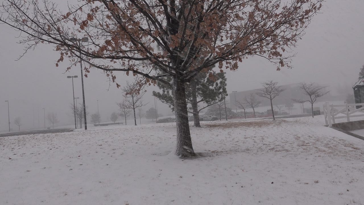Snow falls around a tree, walkway, railings, and distant building.
