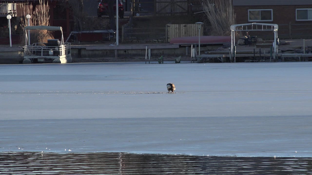 Eagle standing on frozen water near docks and buildings.