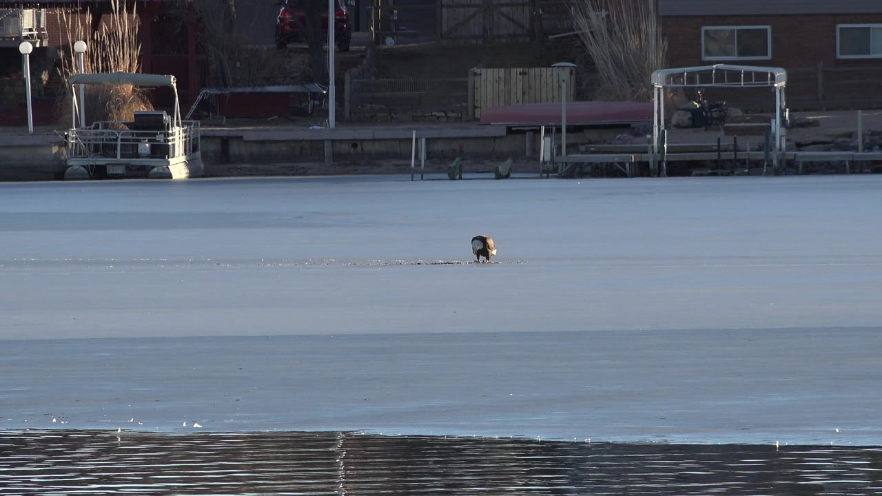 The eagle remains on the ice in Westminster, Colorado, positioned below a band of docks, bare trees, and residential-looking buildings, with no visible people.
