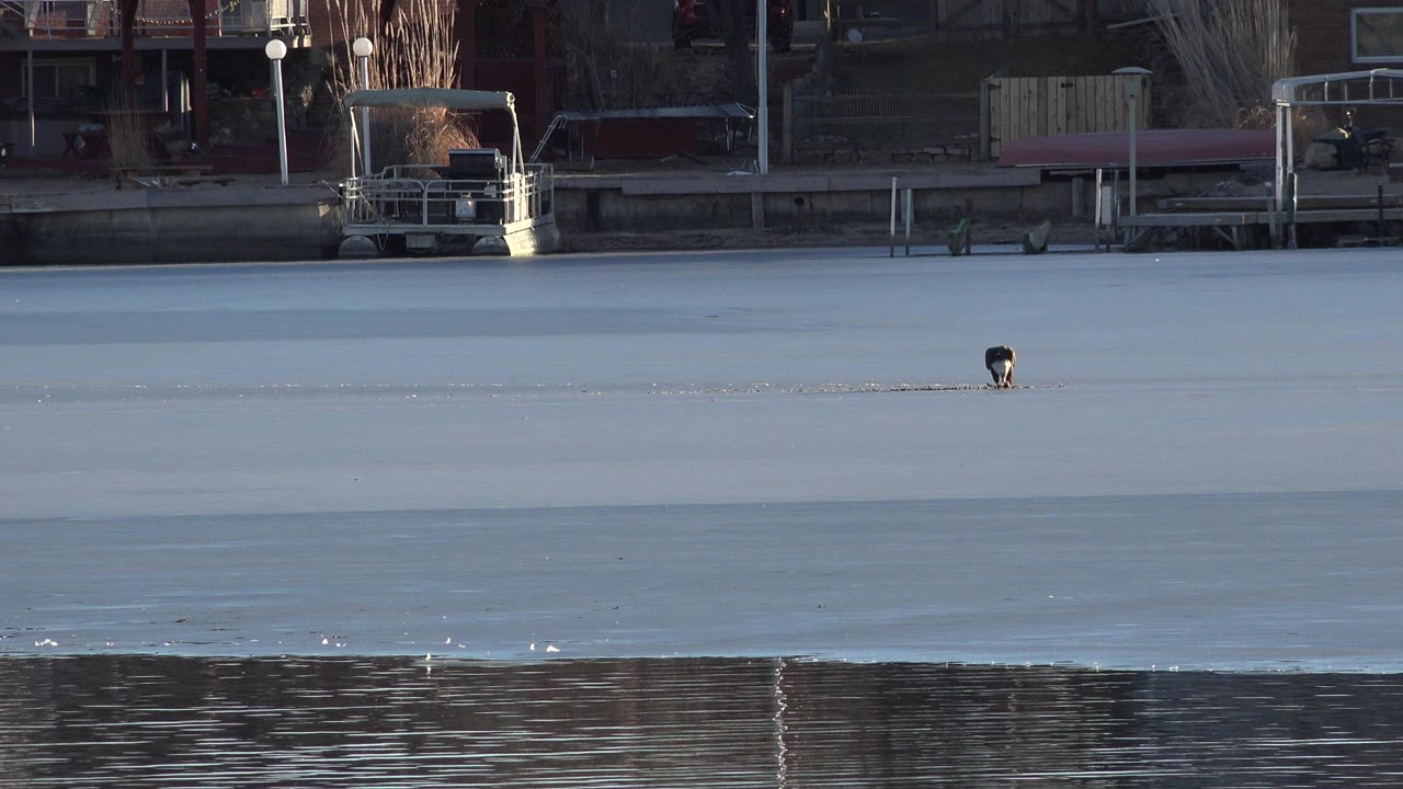 A small dark animal stands on pale frozen river ice in Westminster, Colorado, with shaded docks and shoreline structures behind it and no visible people.