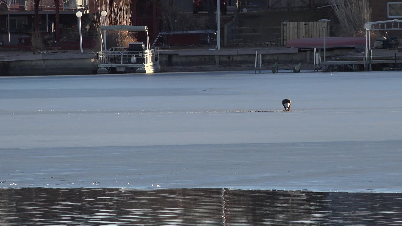 The animal remains small in the frame on the frozen river surface in Westminster, Colorado, with a dock platform and dark shoreline band behind it and no visible people.