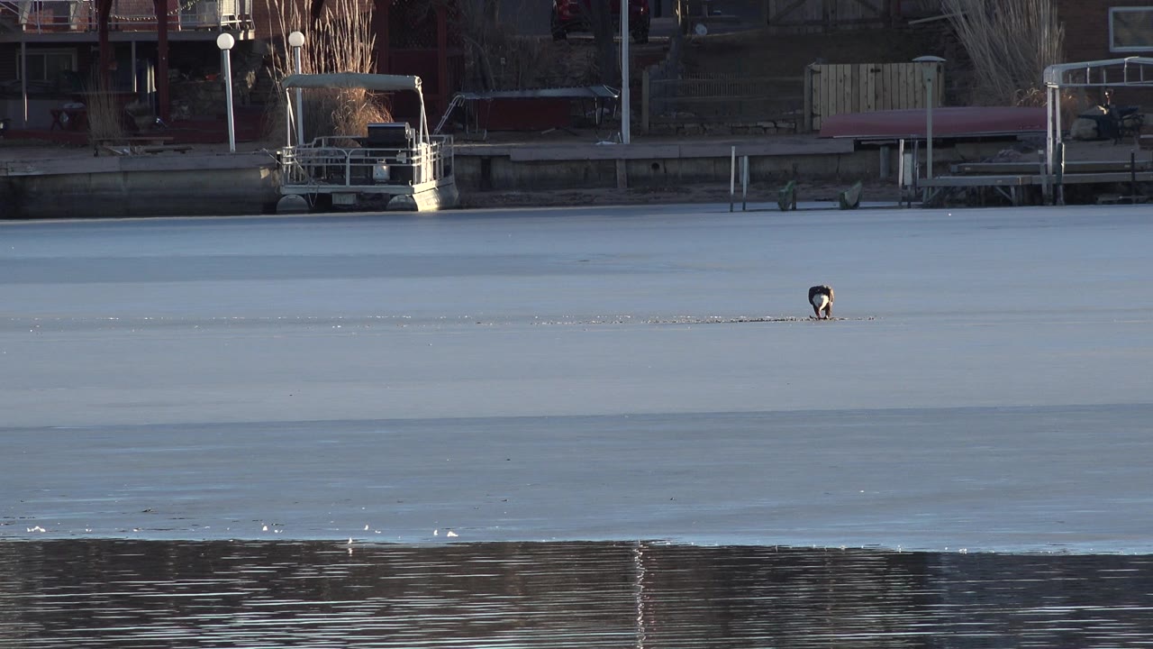 Small animal on icy river with waterfront structures