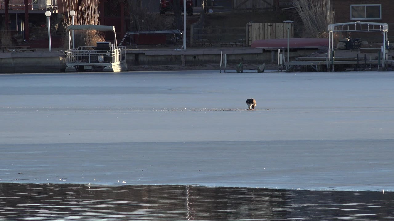 Small bird on a frozen lake with docks and buildings beyond.