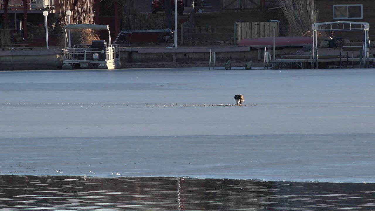 The bird remains near the middle of the icy lake in Westminster, Colorado, with blue-gray ice across the frame and a dark band of open water at the bottom, no visible people.