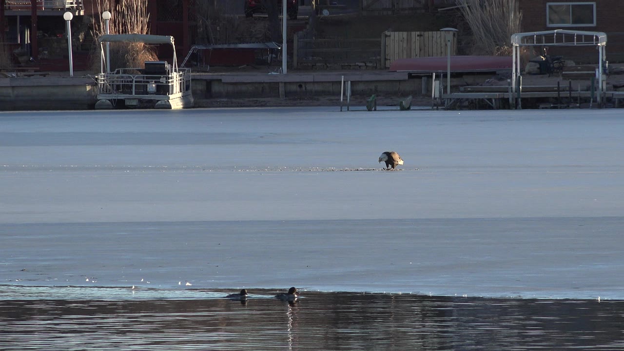 Small dark animal on frozen lake ice near open water