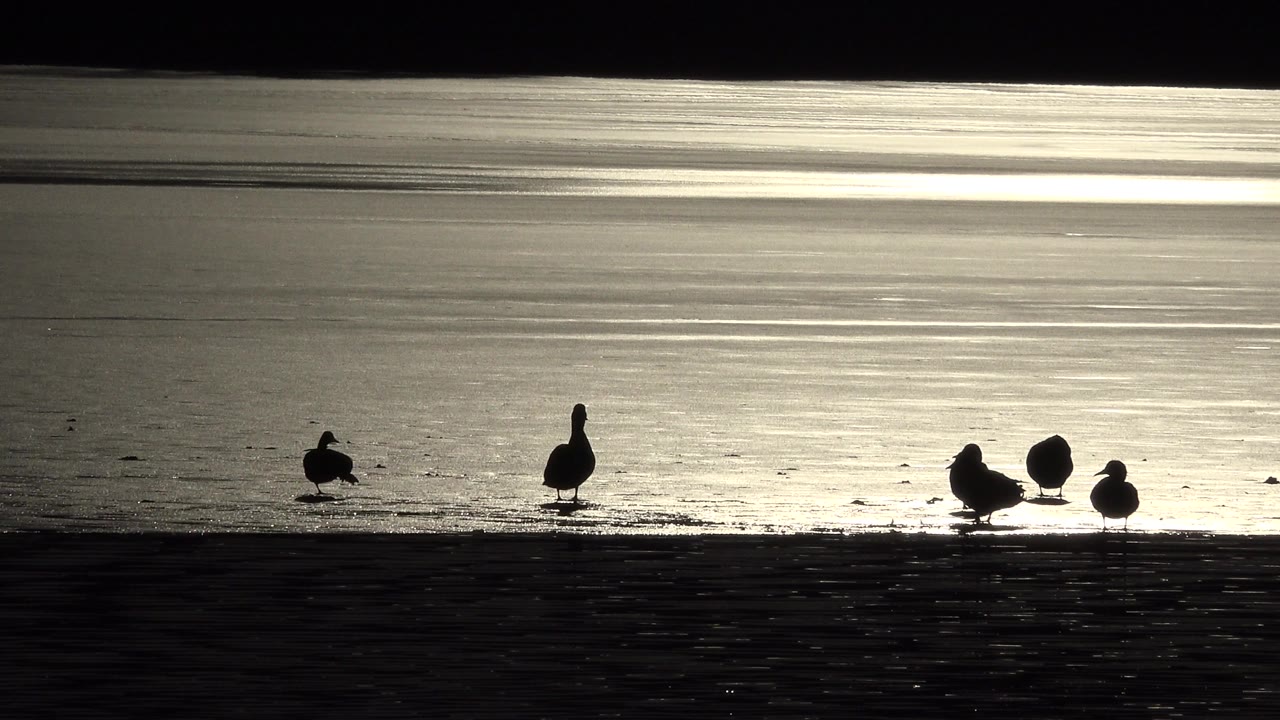 Wild birds rest on a dark shoreline in Westminster, Colorado, with bright rippled lake water behind them and no visible people.