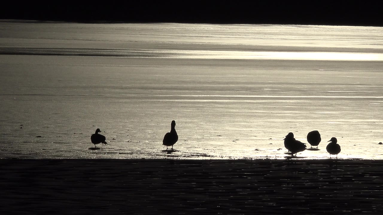 A small group of birds rests near the waterline in Westminster, Colorado, while one bird stands apart to the left and no visible people appear.