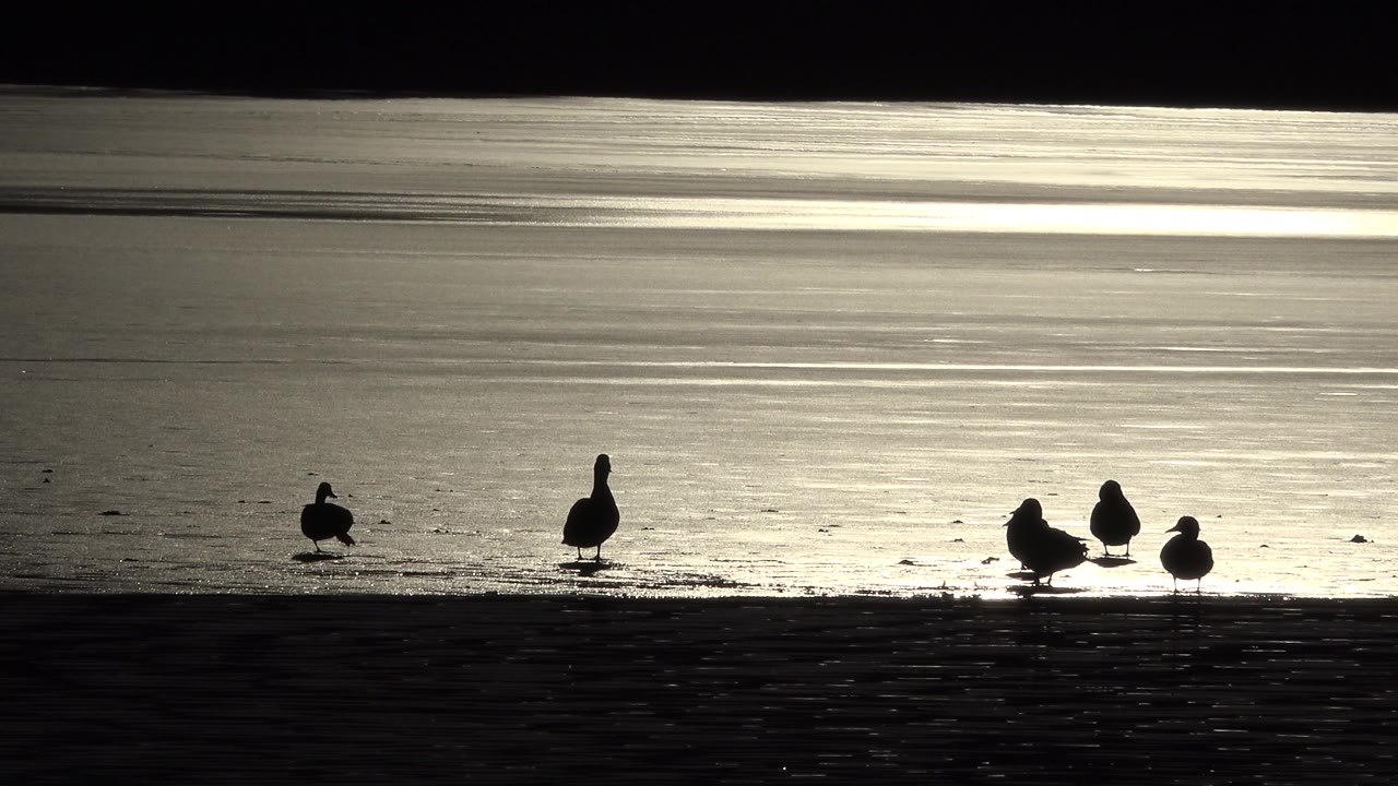 Backlit birds on a shoreline in front of silver lake ripples.