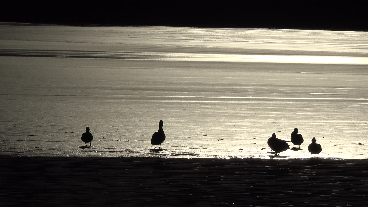 At 0:00 in Westminster, Colorado, ducks stand along a dark beach edge against reflective sunset water, with no visible people.