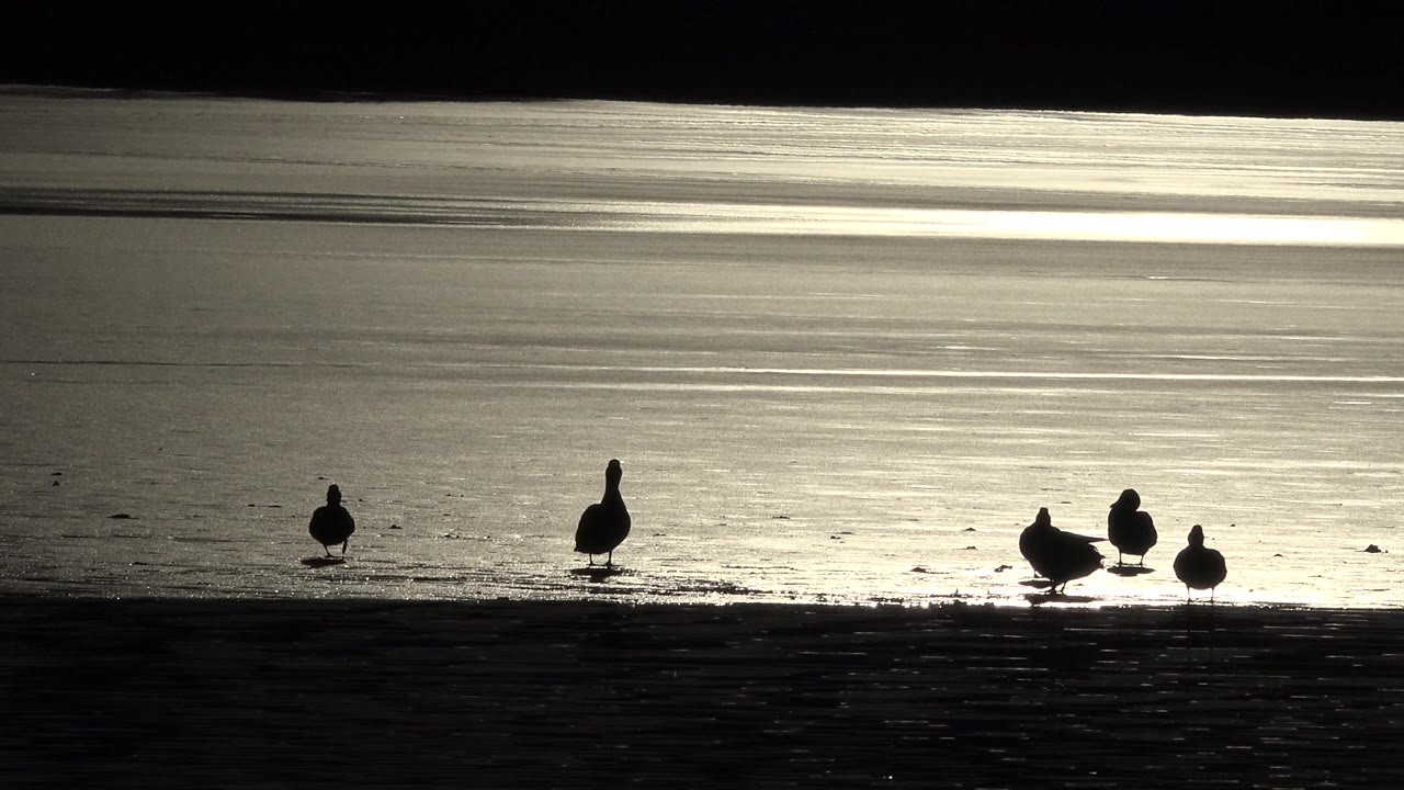 At 0:01 in Westminster, Colorado, the ducks remain near the lower edge of frame while a wide silver-gold reflection stretches across the water, with no visible people.