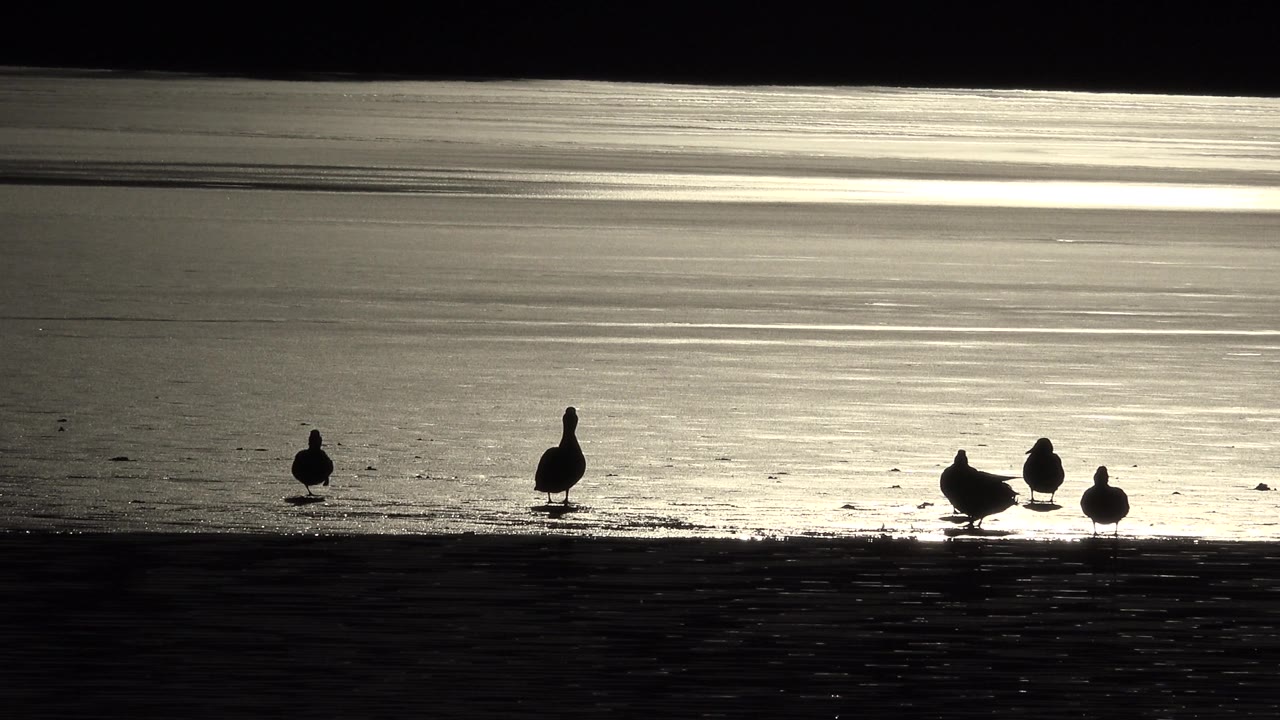 A loose group of ducks stands on the shoreline against glowing water.