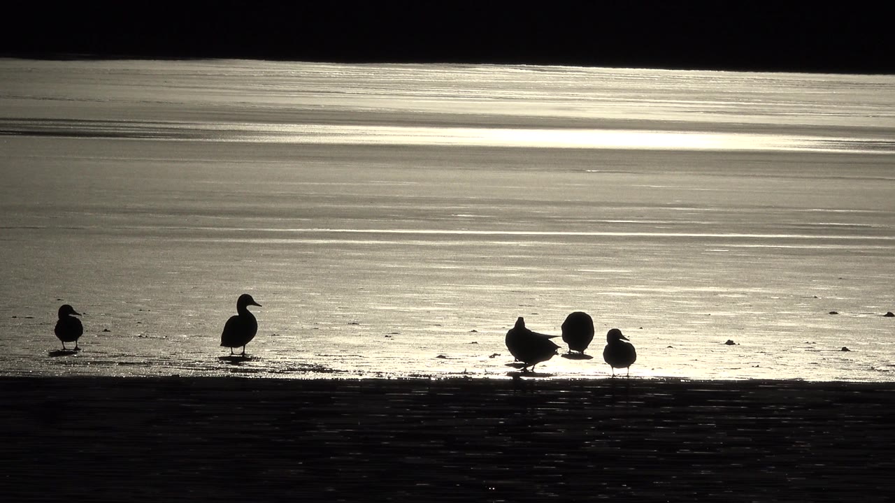 At 0:00, five seagulls stand and cluster on the dark wet shoreline in Westminster, Colorado, with bright sunrise reflection on the water and no visible people.