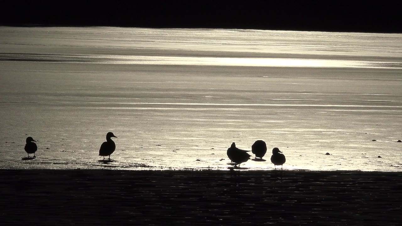 At 0:01, the seagulls remain low along the shore in Westminster, Colorado, with two birds separated on the left and a small cluster near the brighter water, no visible people.