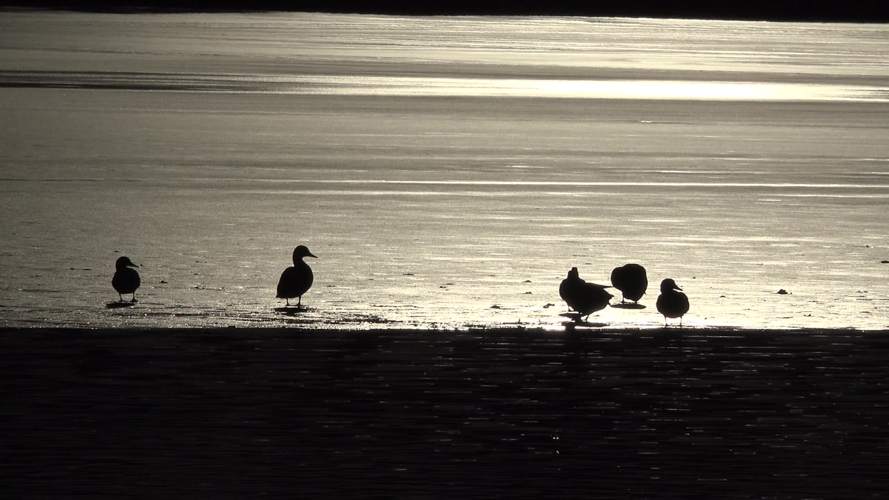 Seagulls in silhouette beside rippled water at sunrise.