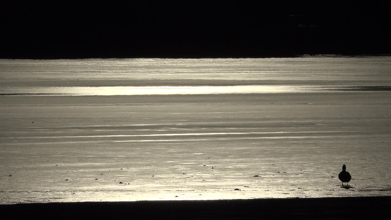 A small dark bird stands near the lower edge of a reflective waterline in Westminster, Colorado, with no visible people.